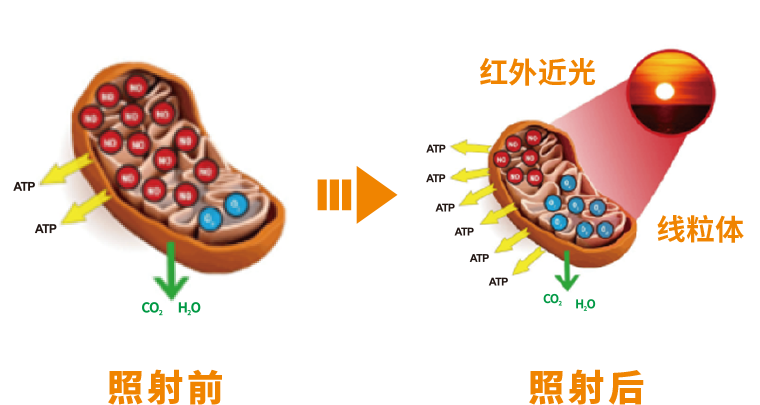 细胞线粒体在红外线照射前后的对比图